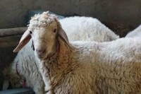 گوسفند شیری - کیسه 40 کیلویی